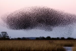 A Murmuration of Starlings